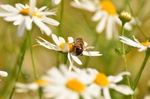 soothing chamomile essential oils