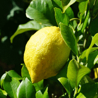 California Lemon Essential Oil