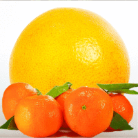 Tangerine Grapefruit Orange Essential Oil Blend