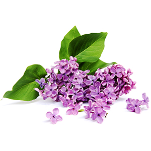 Lilac Fragrance Oil*