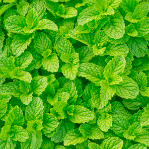 Peppermint Indian Redistilled Essential Oil