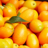 Kumquat Fragrance Oil *