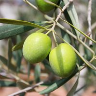 Olive Oil Pomace B
