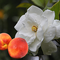 Peach Gardenia Fragrance Oil