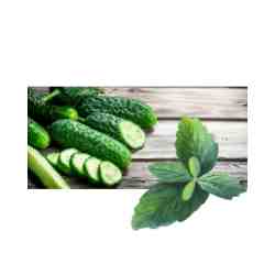 Cucumber Mint Fragrance Oil*