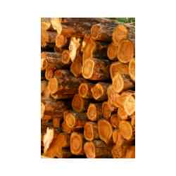 Teakwood Fragrance Oil*