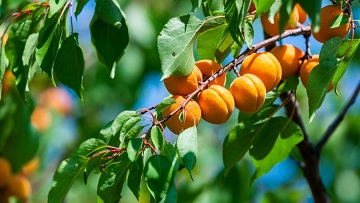 Apricot kernel oil and apricot kernels on wooden background. Stock Photo by  ©Valentyn_Volkov 274249384