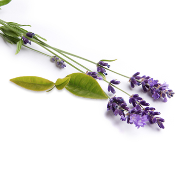 Tea Tree Lavender Essential Oil Blend