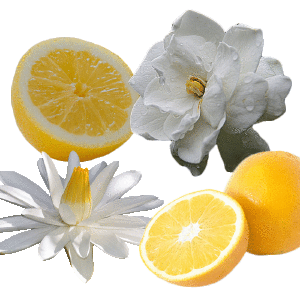 White Citrus Fragrance Oil *