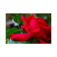 Fresh Rose Fragrance Oil*