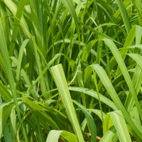 Citronella, Java Essential Oil