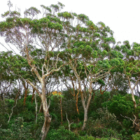 Eucalyptus Essential Oil