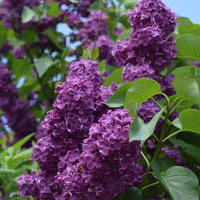 Fresh Lilac Fragrance Oil