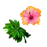 Hawaiian Ruby Guava Fragrance Oil*