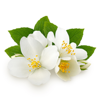 Jasmine Fragrance Oil *