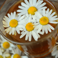 Chamomile Fragrance Oil *