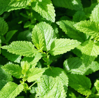 Spearmint Redistilled Essential Oil