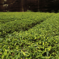 Tea Tree Essential Oil