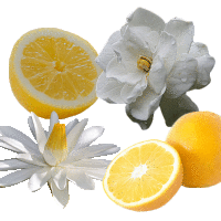 White Citrus Fragrance Oil *