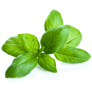 Basil Essential Oil