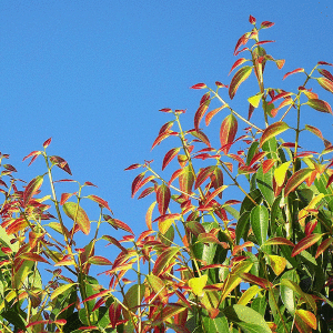 Cinnamon Leaf Essential Oil