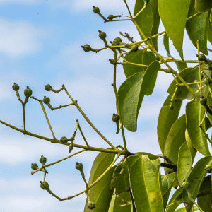 Clove Leaf Essential Oil