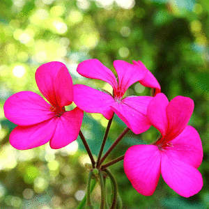 Egyptian Rose Geranium Essential Oil