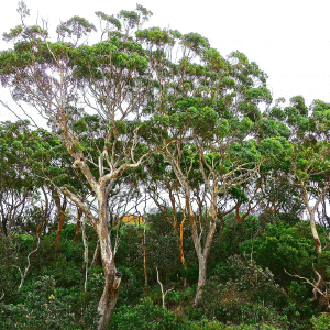 Eucalyptus Essential Oil