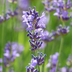 Fresh Lavender Fragrance Oil