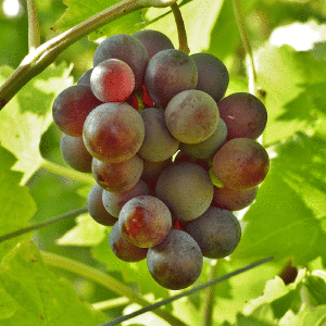 Grape Seed Oil