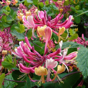 Honeysuckle Fragrance Oil *