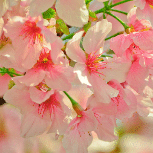 Japanese Cherry Blossom Fragrance Oil