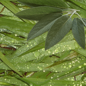 Lemon Grass & Sage Fragrance Oil