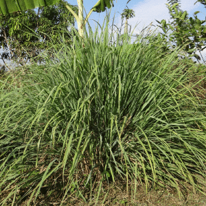 Lemongrass Essential Oil