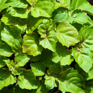 Patchouli Essential Oil