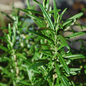 Rosemary, Spanish Essential Oil